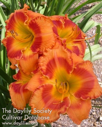 Daylily Westbourne Great Balls of Fire